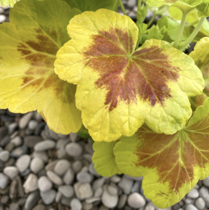 Pelargonium Vario Geranio Occold Shield (muscate cu frunze colorate)