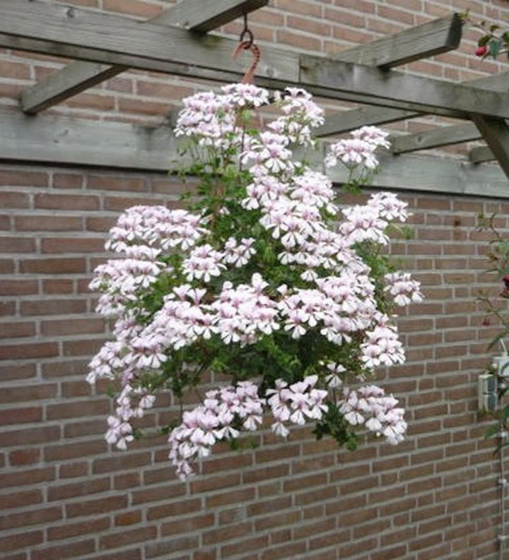 Pelargonium Peltatum Glacier White - muscate trioleze curgatoare