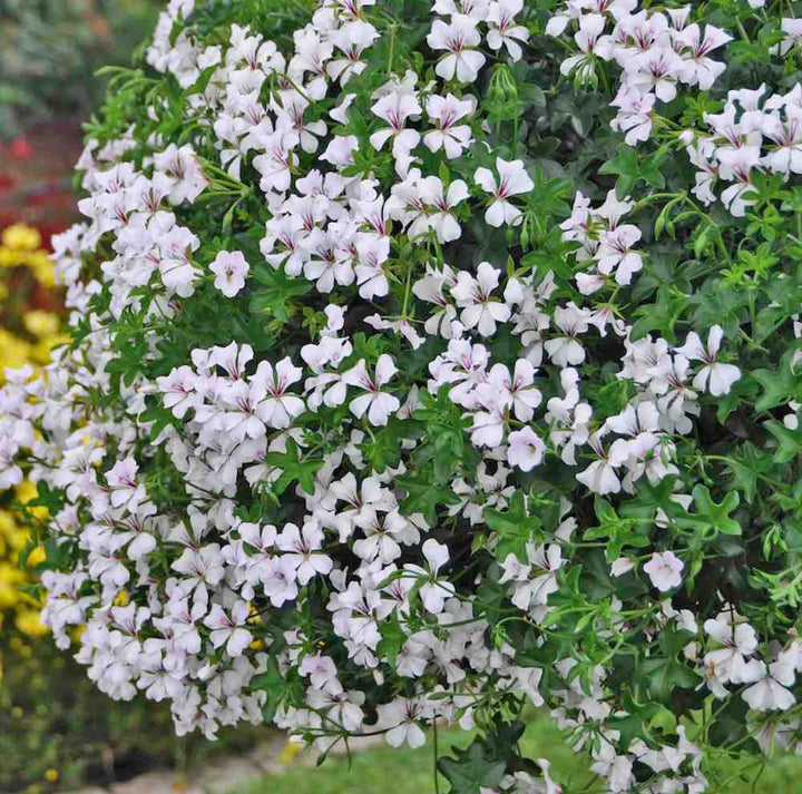 Pelargonium Peltatum Glacier White - muscate trioleze curgatoare