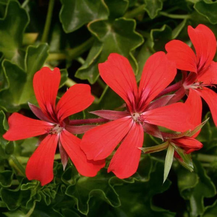 Pelargonium Decora Red - muscate trioleze curgatoare rosii