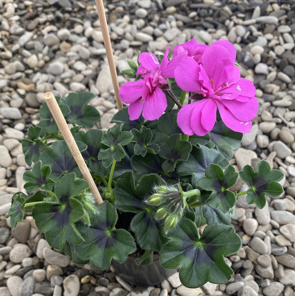 Pelargonium peltatum Royal Blue - muscate cu floarea dubla