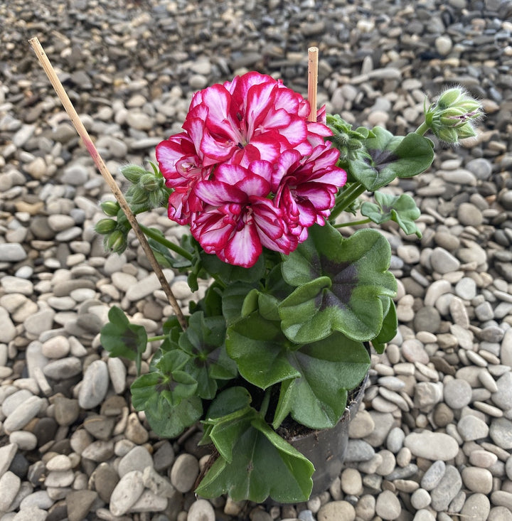 Pelargonium peltatum Royal CandyChoc - muscate cu floarea dubla bicolora