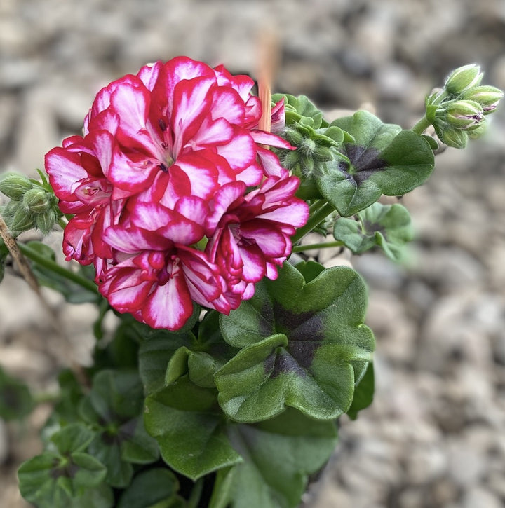 Pelargonium peltatum Royal CandyChoc - muscate cu floarea dubla bicolora