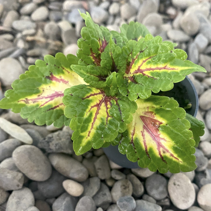 Coleus  - urzicuta (babyplant)