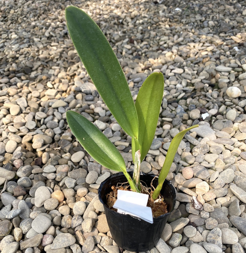 Rth. Chief Sunny 'Dragon'