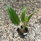 Orhidee Rth. Sinfong Jewel