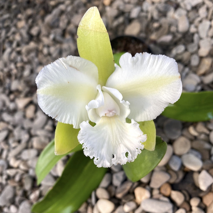 Ctyh. Siam Jade 'Avo' (C. Penny Kuroda × Ctyh. Vienna Woods) parfumata