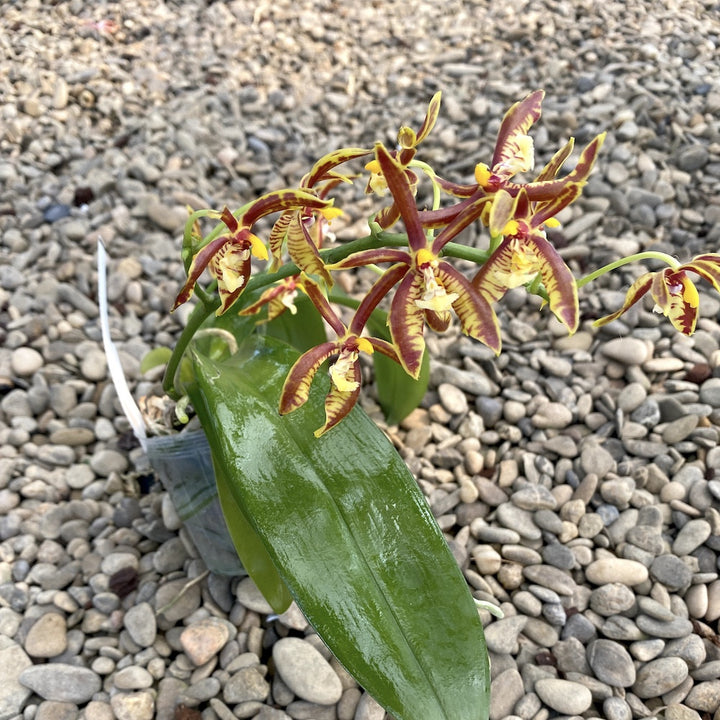 Phalaenopsis mannii