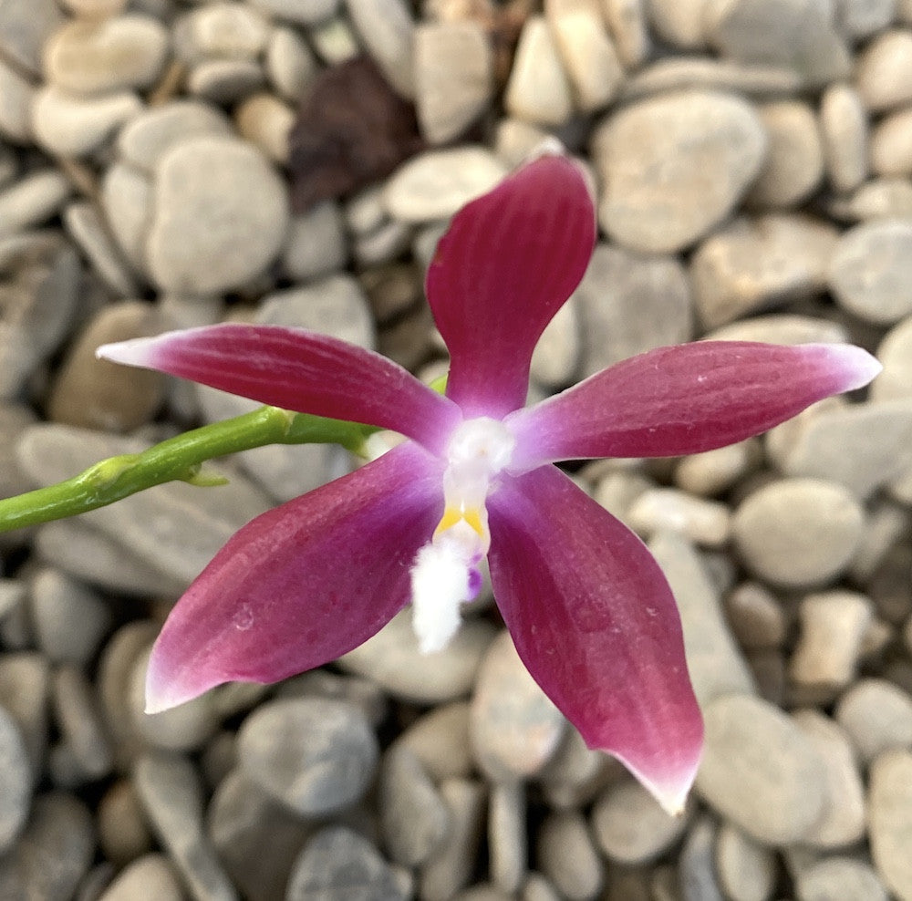Phalaenopsis tetraspis 'Red' parfumata