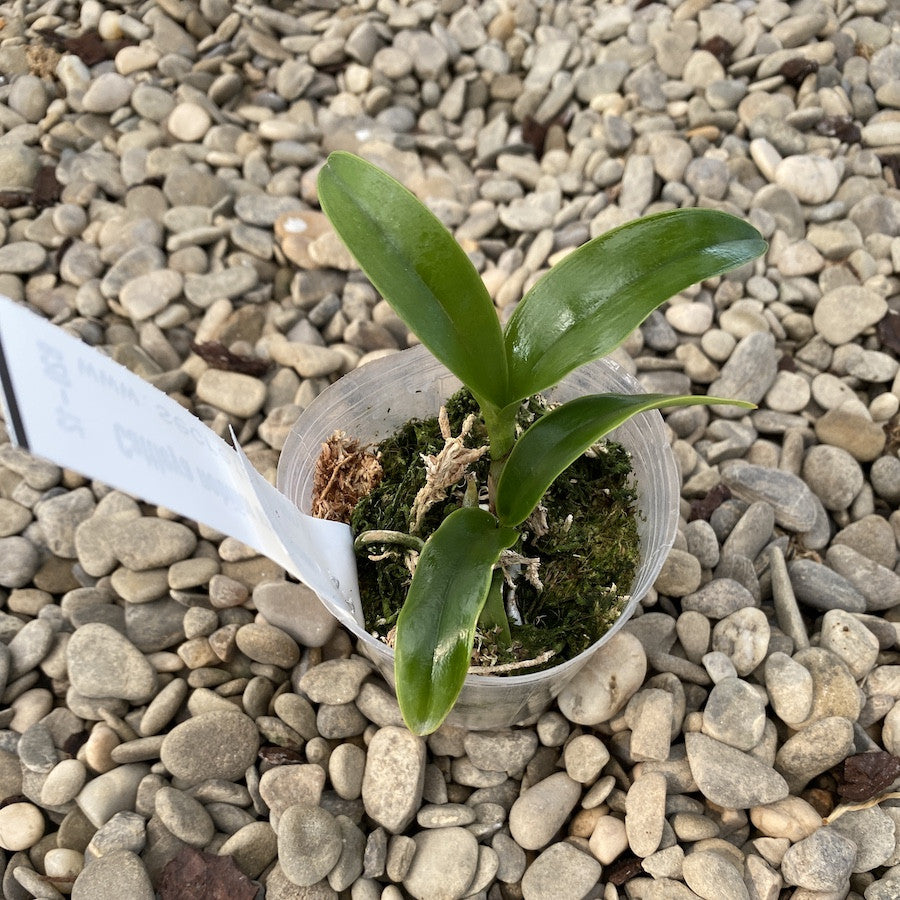 Cattleya nobilior var. coerulea