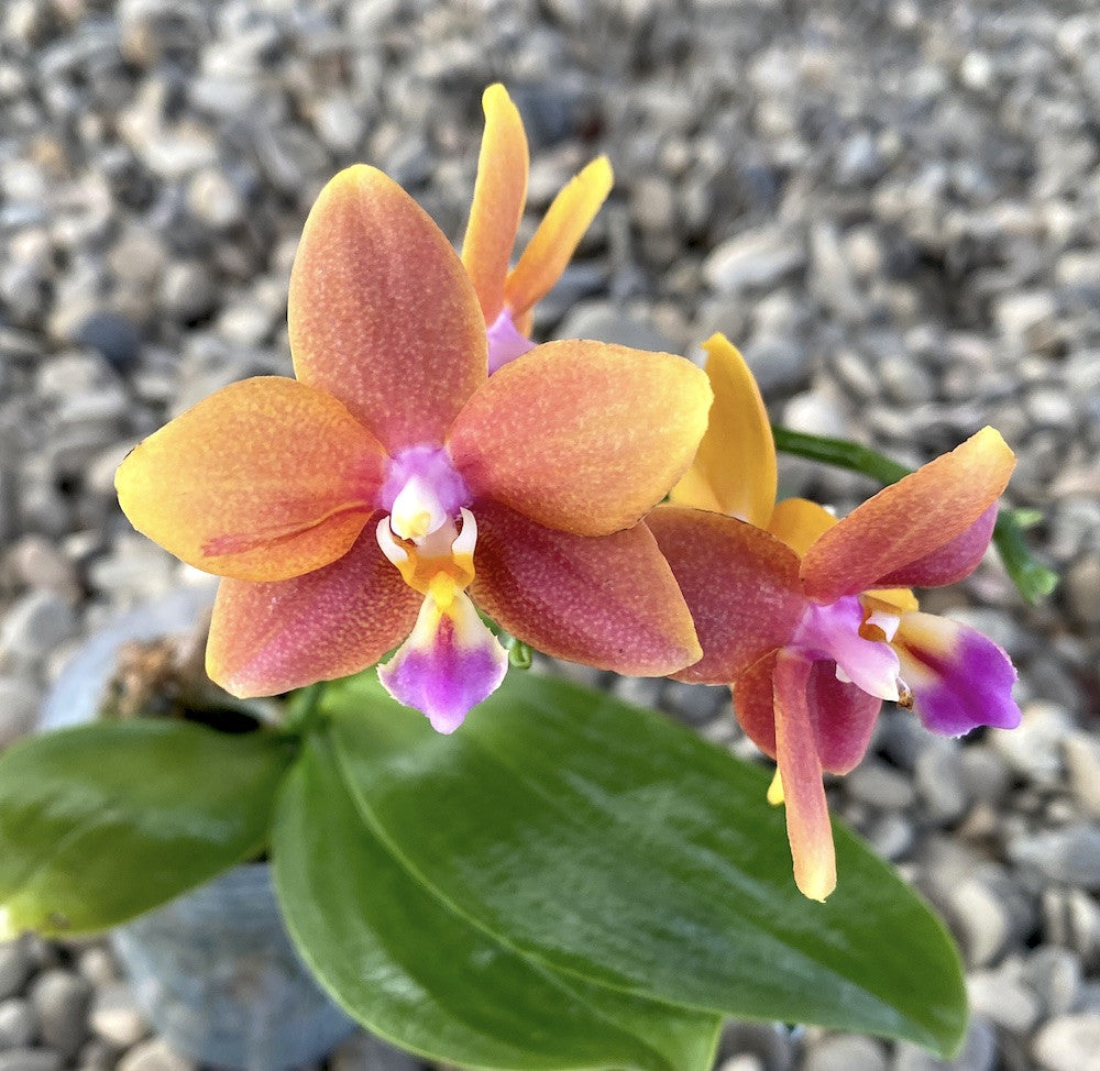 Phalaenopsis Meidarland Chambe