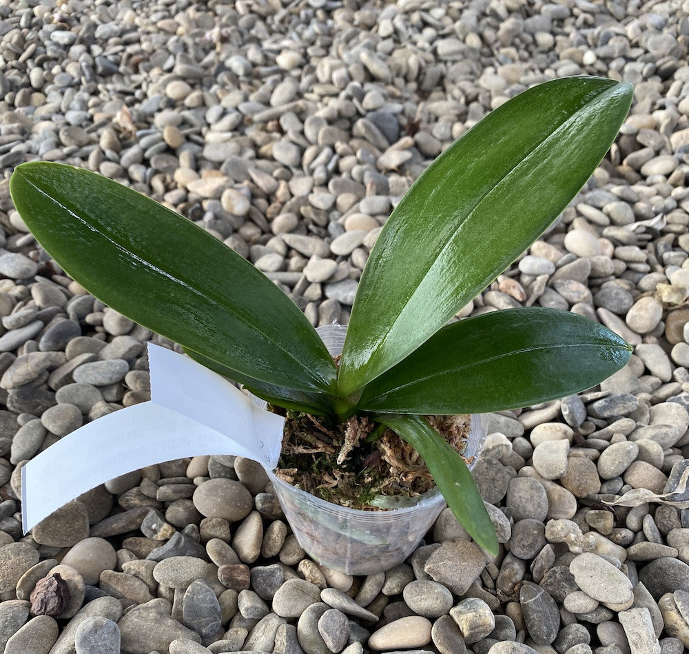 Orhidee Phalaenopsis Little Gem Stripes (peloric - 3 lips)