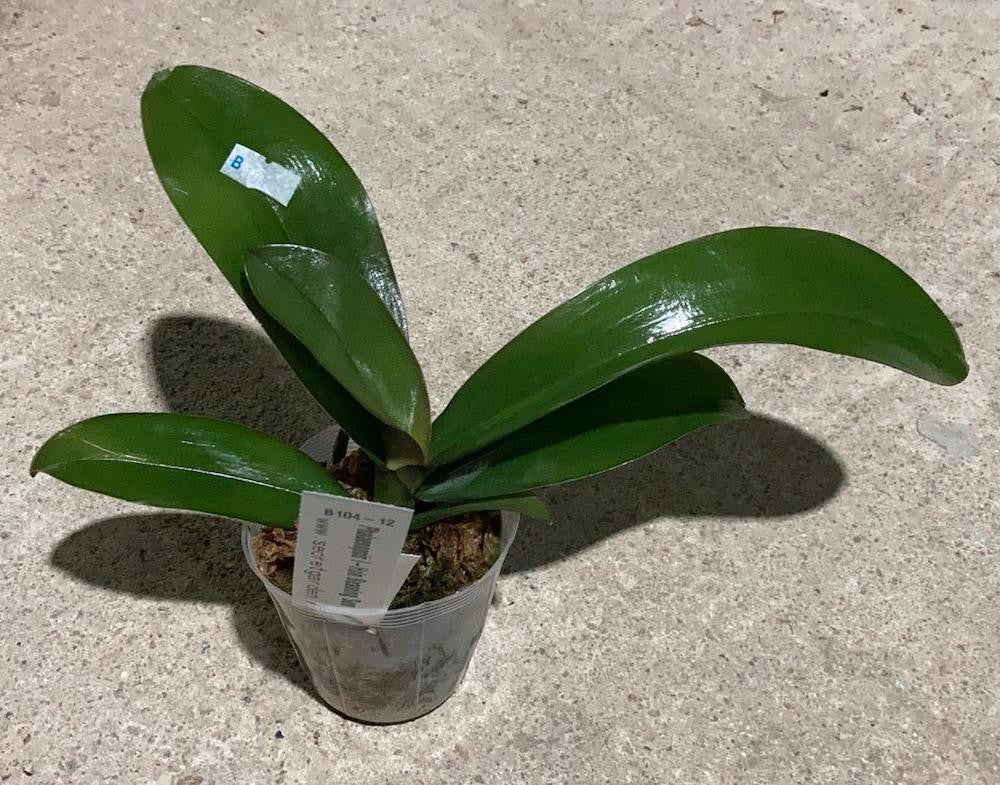 Phalaenopsis I-Hsin Beaming Sun '2296'