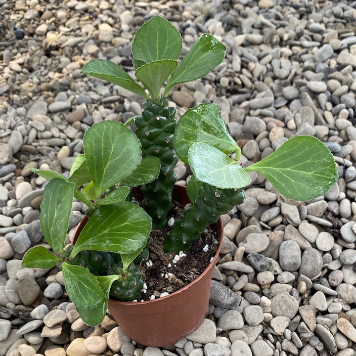 Euphorbia monadenium ritchii