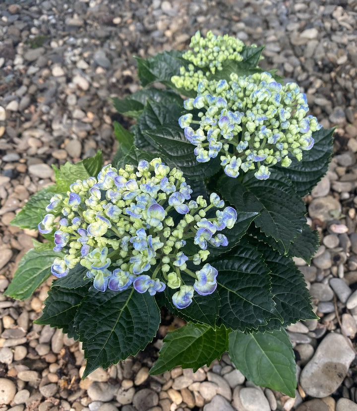 Hydrangea macrophylla Curly Wurly roz