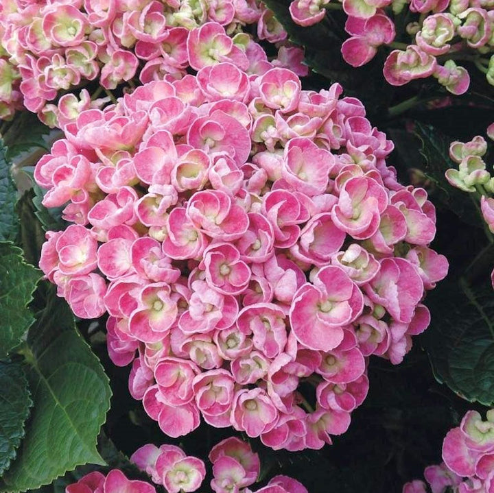 Hydrangea macrophylla Curly Wurly roz