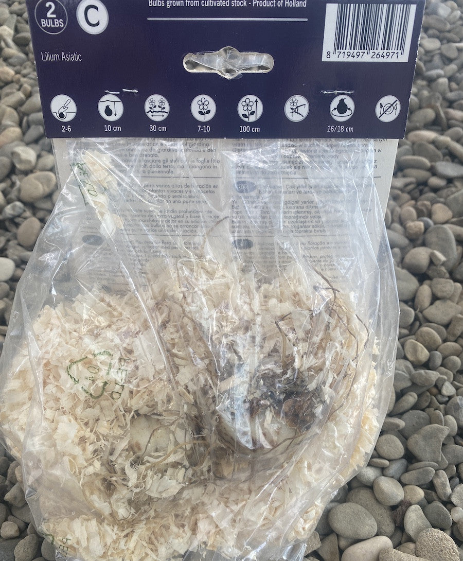 Bulbi de crini batuti Lilium Elodie (2 bulbi)