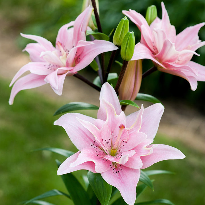 Bulbi de crini batuti Lilium Elodie (2 bulbi)