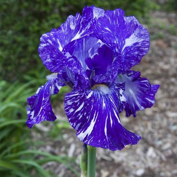 Bulbi de iris germanica Batik (stanjenel)