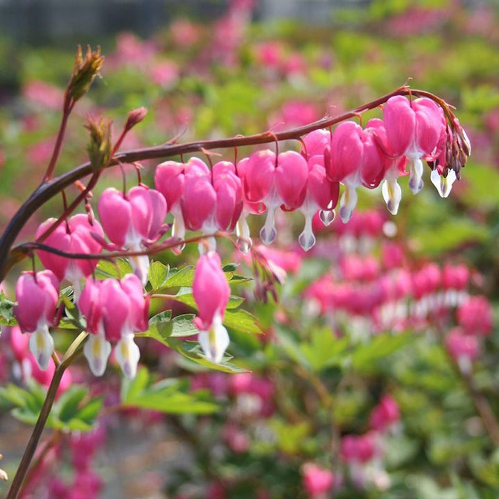 Dicentra Spectabillis (Cerceii doamnei)