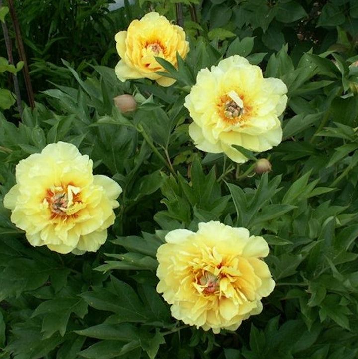 Bujori galbeni Paeonia Yellow Crown - 1 rizom