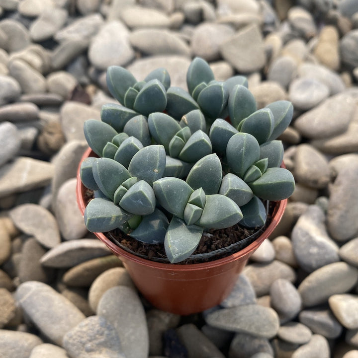 Beads Lampranthus (Echinus maximiliani)