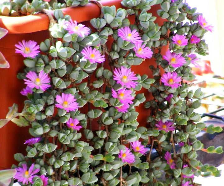 Beads Lampranthus (Echinus maximiliani)