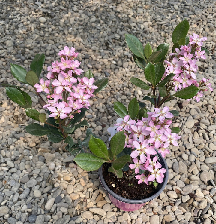 Rhaphiolepis indica bush pink  - parfumat, de gradina