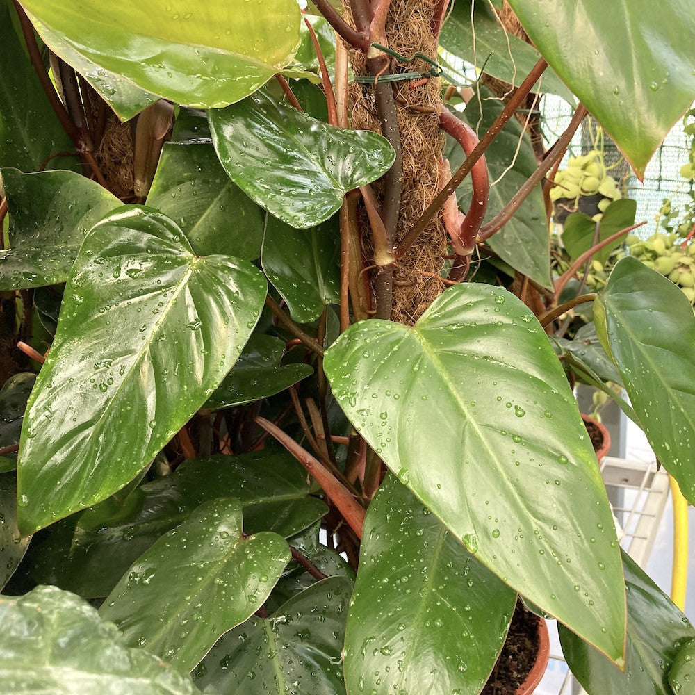 Comanda Philodendron Red Emerald, pret atractiv, disponibil online