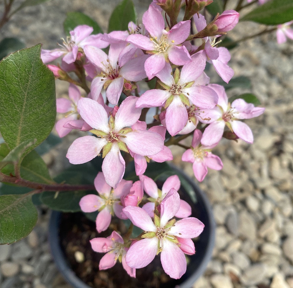 Rhaphiolepis indica bush pink  - parfumat, de gradina