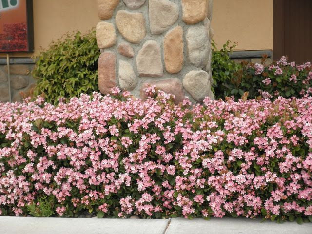 Rhaphiolepis indica bush pink  - parfumat, de gradina