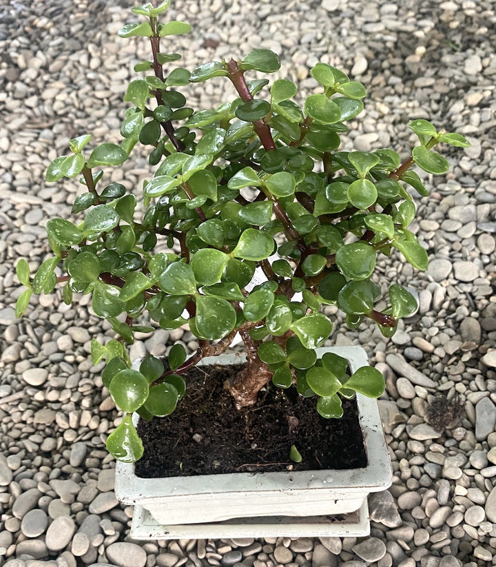 Bonsai Portulacaria