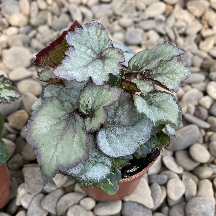 Begonia rex Silver light (babyplant)