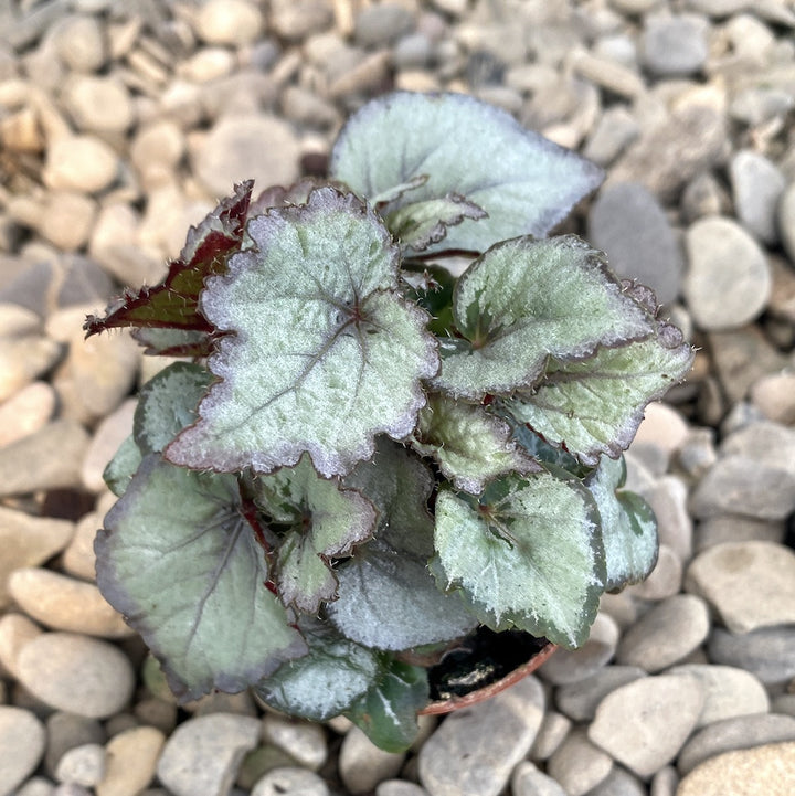 Begonia rex Silver light (babyplant)