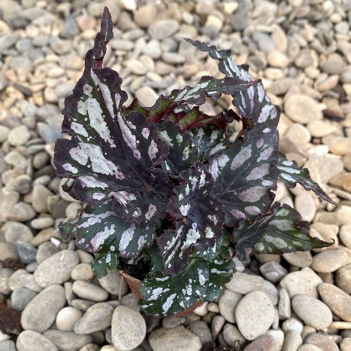 Begonia rex Silver King mini