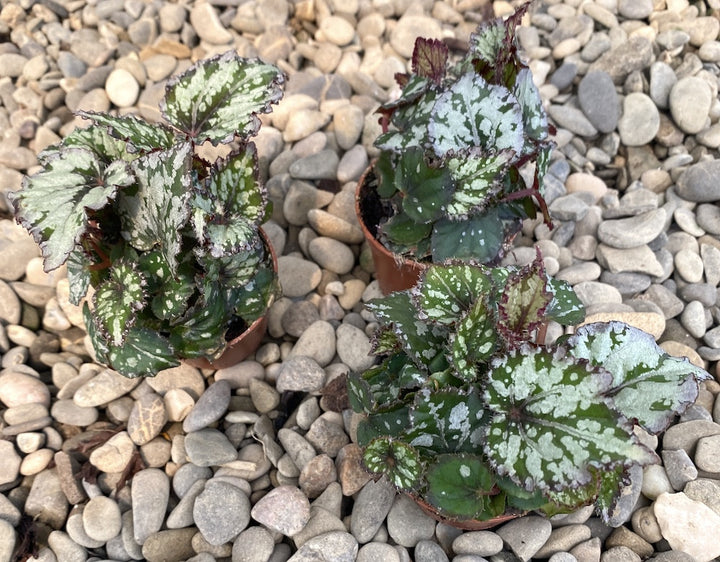 Begonia rex (babyplant)