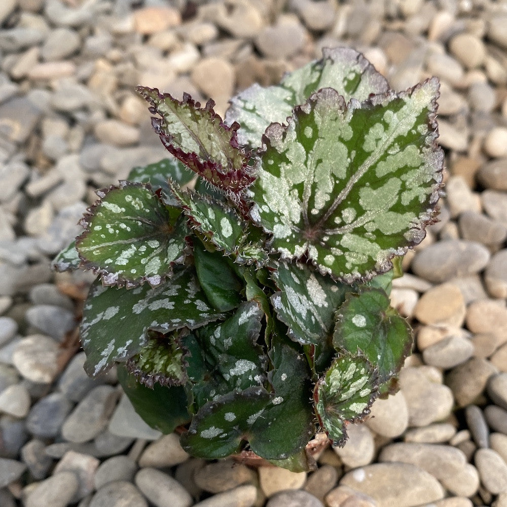 Begonia rex (babyplant)