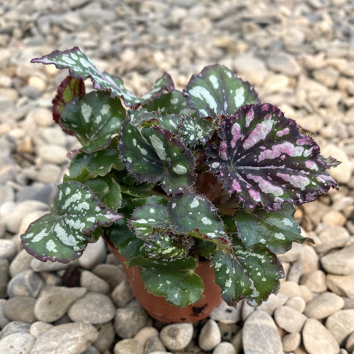 Begonia rex