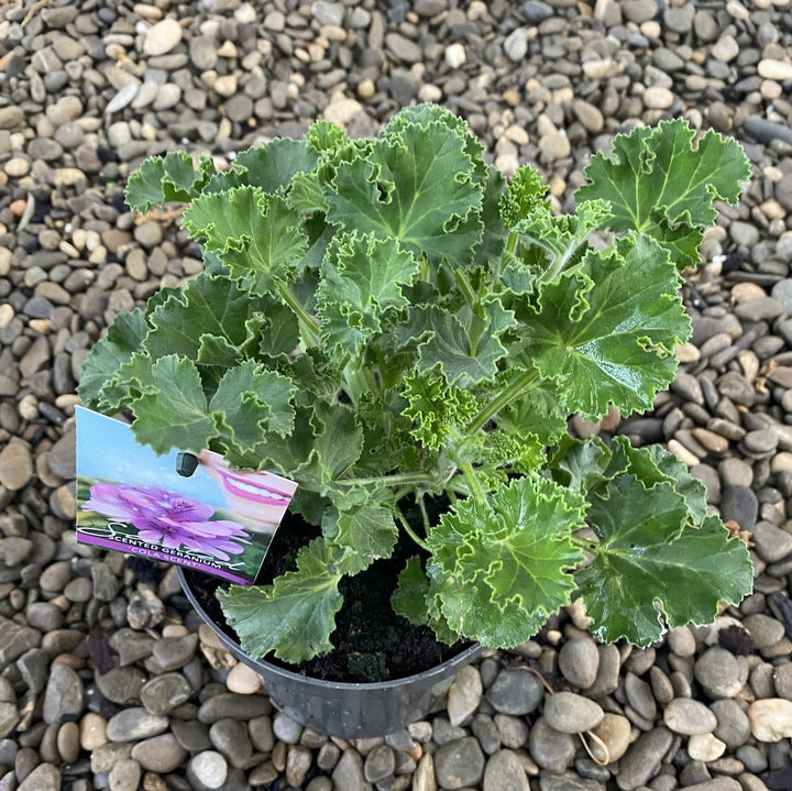 Muscate parfumate - Scented Geranium (parfum de Cola)