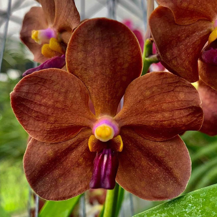 Vanda Redland Chocolate 'Dark Chocolate'