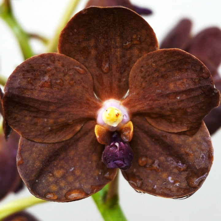 Vanda Redland Chocolate 'Dark Chocolate'