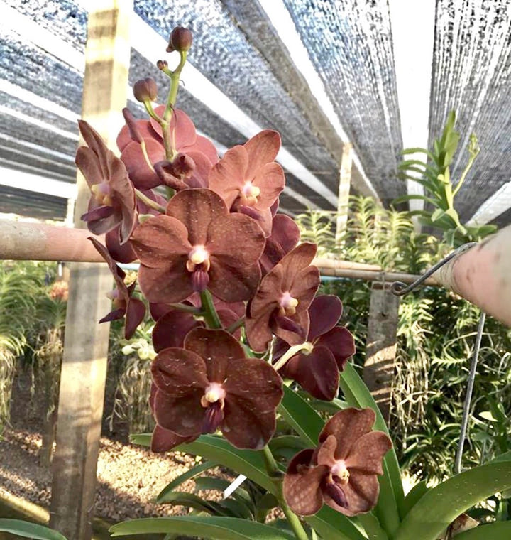 Vanda Redland Chocolate 'Dark Chocolate'