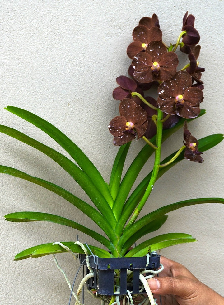 Vanda Redland Chocolate 'Dark Chocolate'