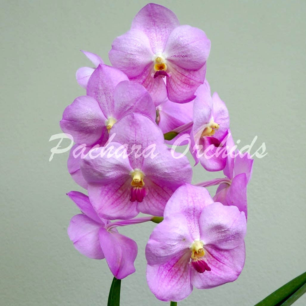 V. sanderiana x Jiraprapa x Pranerm Prai No. 19