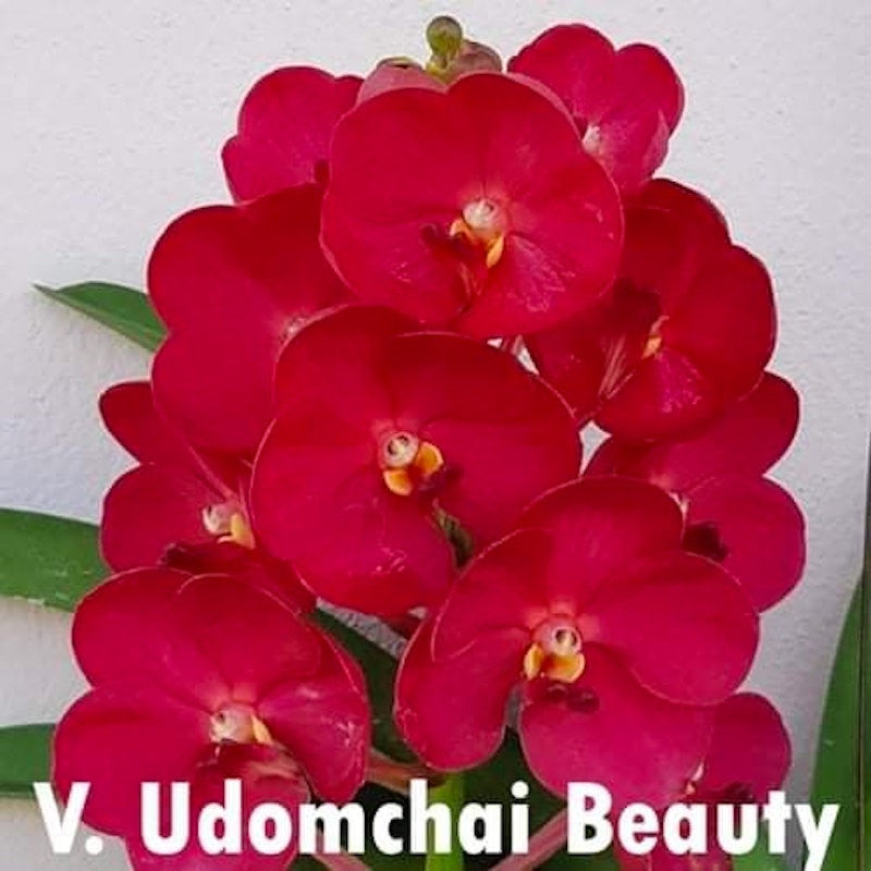 Vanda Udomchai Beauty