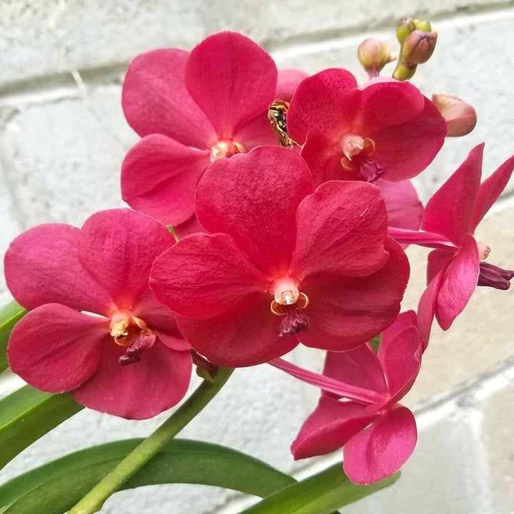 Vanda Udomchai Beauty