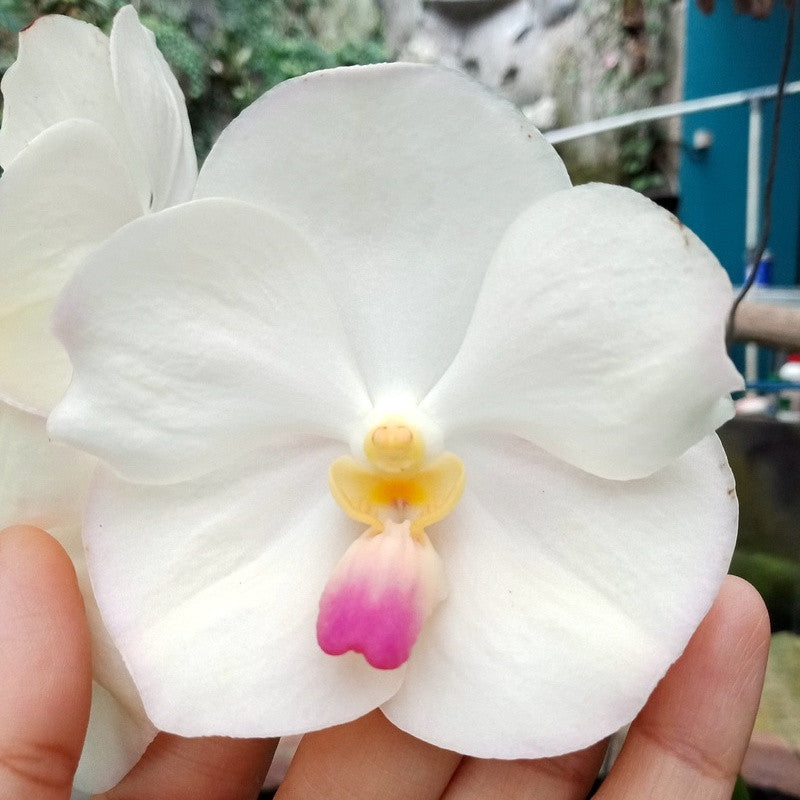 Vanda Muang Thong 'Mr. Sawat'