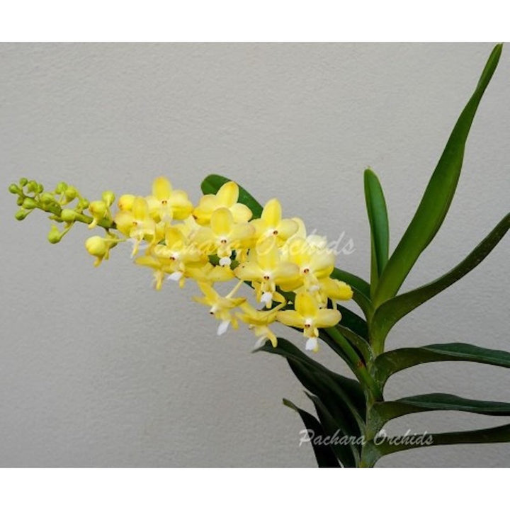 Aeridovanda Lemon Jasmin