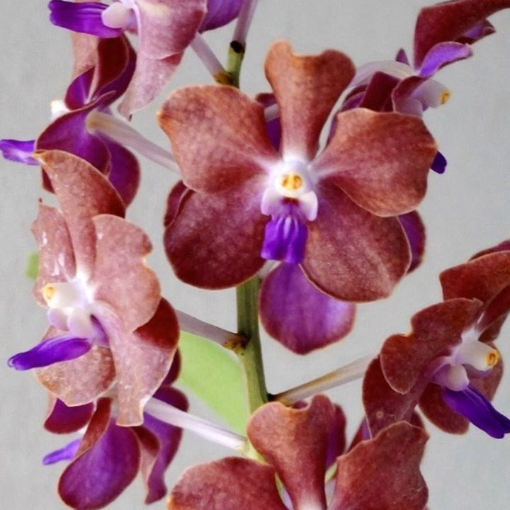 Vanda (Mem. Thianchai x Fuchs Gold) x Mimi Palmer