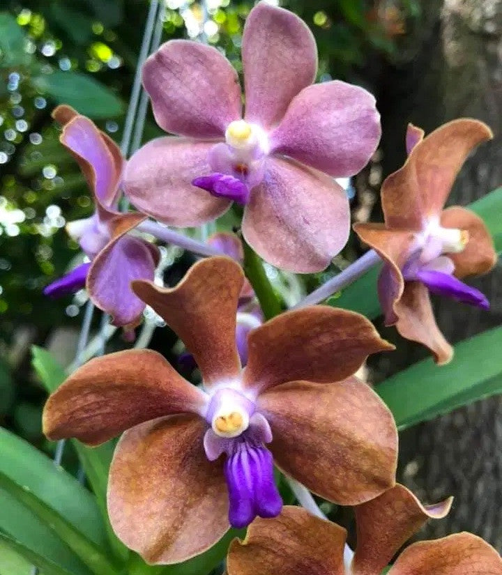 Vanda (Mem. Thianchai x Fuchs Gold) x Mimi Palmer